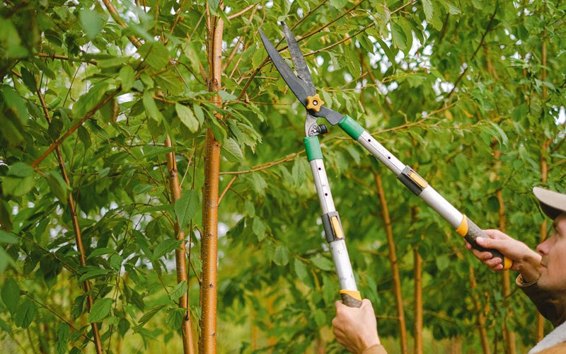 Tree trimming in Fallon, MT